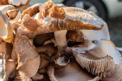 Brown mushroom hymenium texture closeup and blur background Stock Photo | Adobe Stock