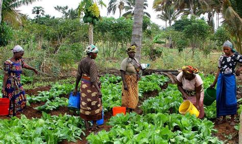 Tracing the history of farming across Africa gives clues to low ...