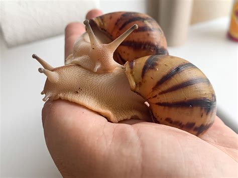 Giant african land snails archachatina marginata suturalis nigeria leucistic babies – Artofit