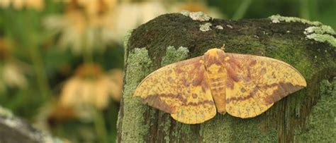 Imperial Moth - A-Z Animals