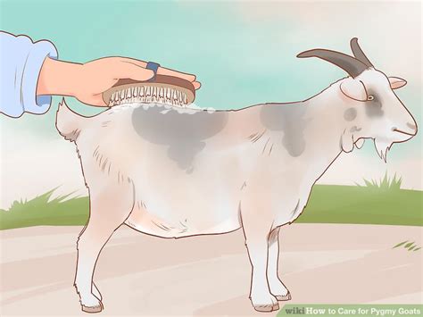 How to Care for Pygmy Goats (with Pictures) - wikiHow