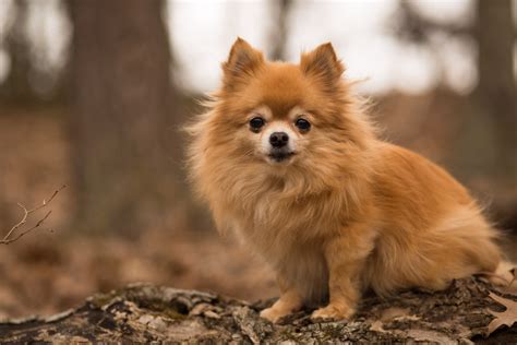 Pomchi Dog Breed Health and Care | PetMD