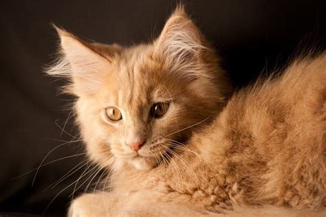 Orange Maine Coon Cat Breed Info: Pictures, Traits & Facts - Catster