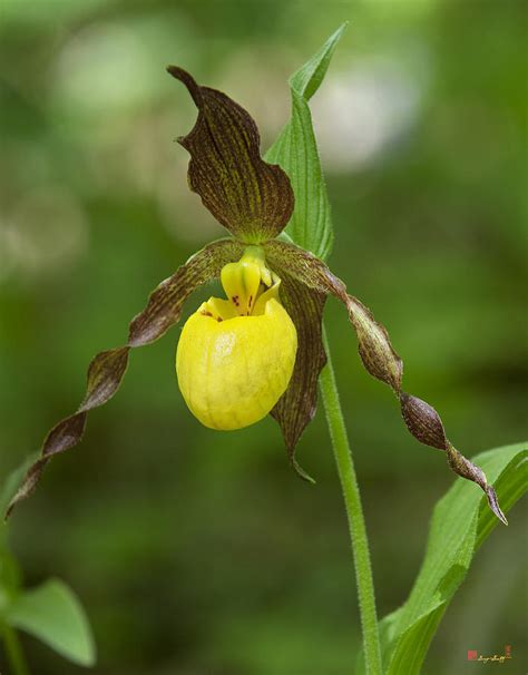 Large Yellow Lady Slipper Orchid DSPF0251 Photograph by Gerry Gantt