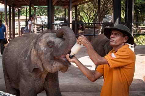 Getting Up Close With Elephants - Elephant Orphanage in Sri Lanka