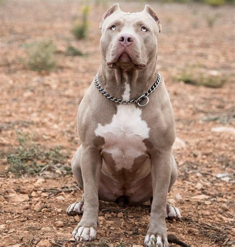 American Bully / American Bully Temperament Types Best Companion Dog Breeds - wardleram-wall