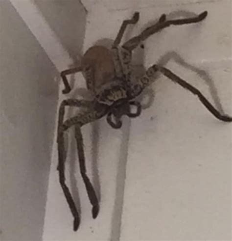 Giant huntsman spider takes up residence inside woman's home