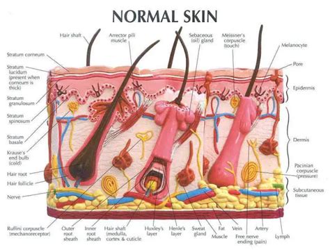 Skin diagram labeled