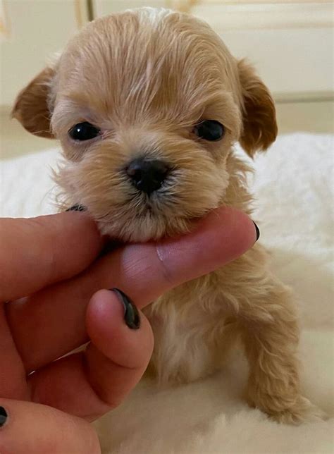 Pin by enticing on malti poo love | Yorkie haircuts, Yorkie, Teddy bear