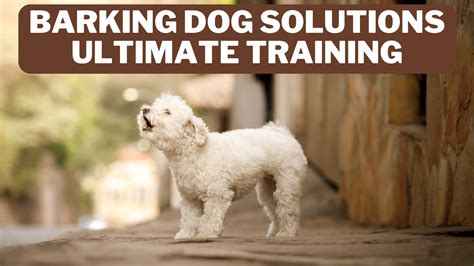 Barking Dog Solutions - Ultimate Training In 2024