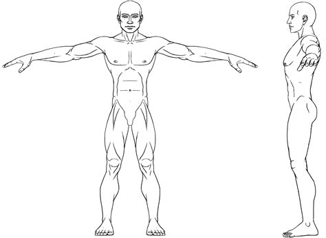 Athletic male Blueprint - Download free blueprint for 3D modeling