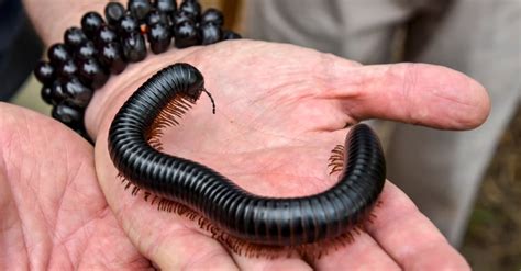 African Giant Millipede