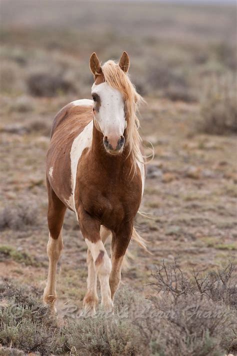 Wild+Mustang+Horses | wild horse or mustang wild horse mustang ...