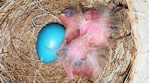 Watch Live Newborn American Robins 4/19/20 | Bird Nest Cam - YouTube