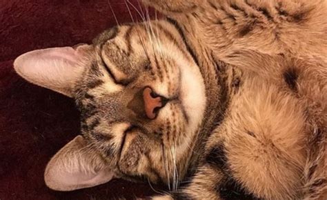 14 Funny Pictures of Sleeping Bengal Cats - PetPress