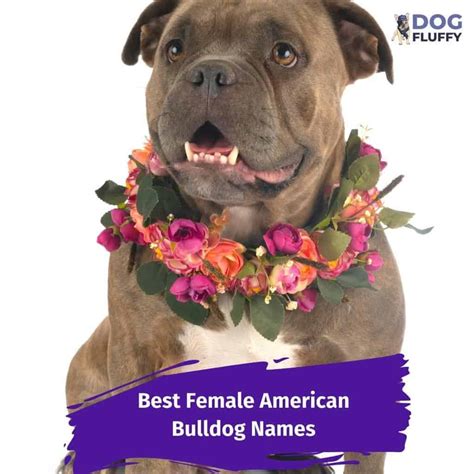 Female American Bulldog Names - Dog Fluffy