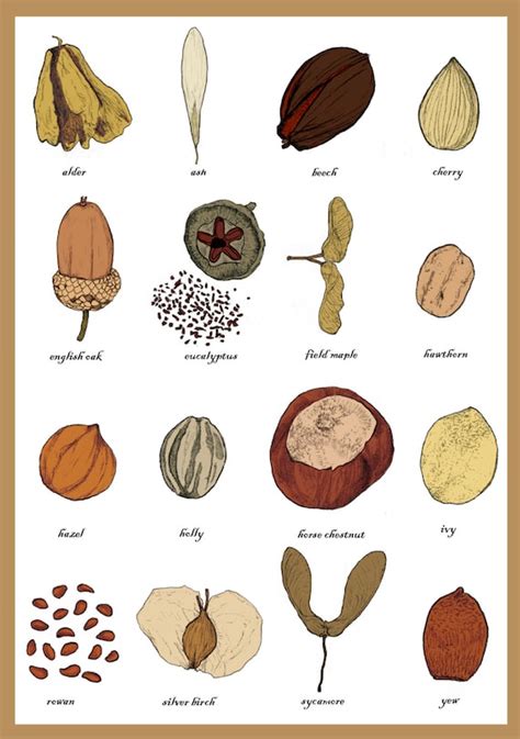 Tree Seeds Identification