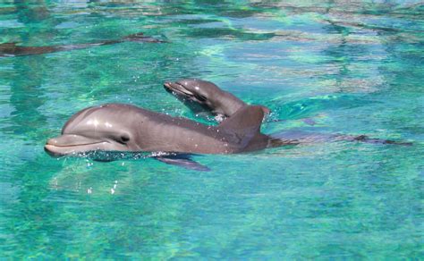 Baby dolphin born at Siegfried & Roy's Secret Garden and Dolphin Habitat | KSNV