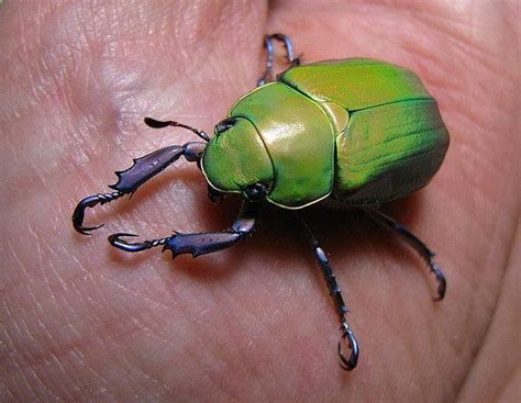 Jewel Scarab Beetle – Identification, Life Cycle, Facts & Pictures