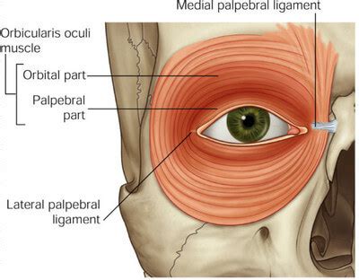 Eyelid Anatomy — Ophthalmology Review