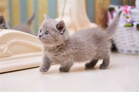 Munchkin Cat Breed Health and Care | PetMD