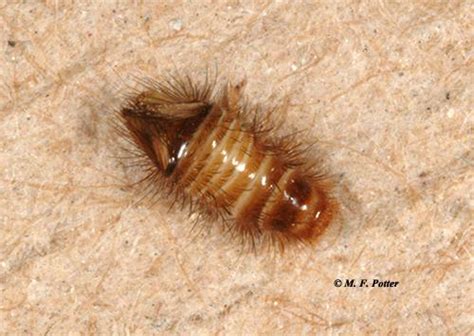 Warehouse Beetle Larvae