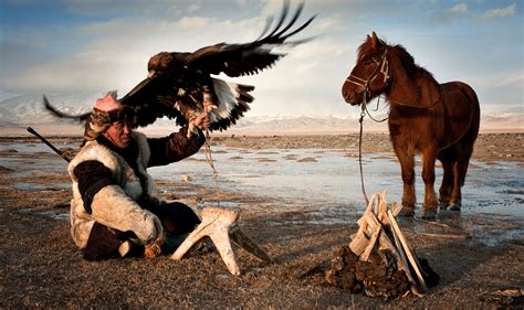 Falcon Images: Mongols Golden Eagle Hunting Wolves