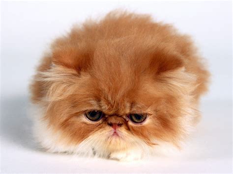 Brown Persian Cat