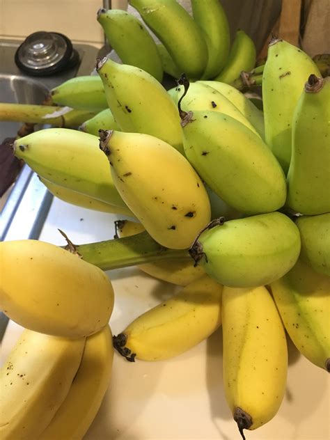 This weeks banana harvest! : r/gardening