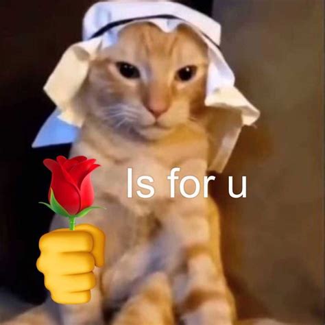 Cat memes on Instagram: “classic habibi cat meme 🛐” | Cute memes, Cat memes, Funny animal memes