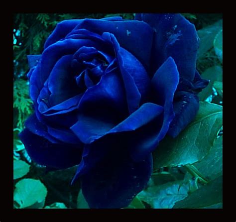 Blue Rose ~ Maybe Navy Blue