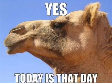 Wednesday Camel Memes