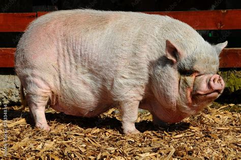 big pink pig Stock Photo | Adobe Stock