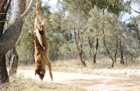 Wild dog pack dynamics best left to nature | The Land | NSW