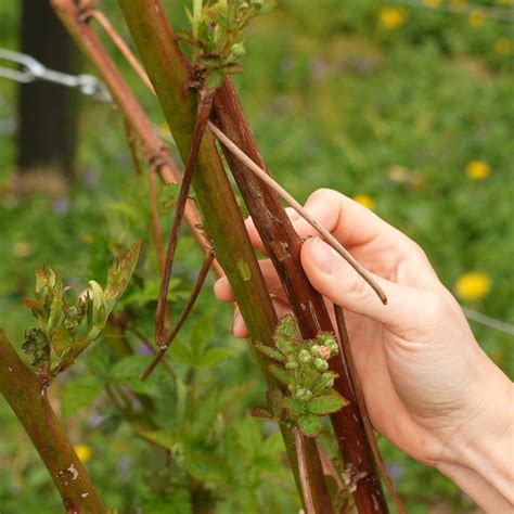 Pruning Blackberries: Spring, Summer, Fall & Winter