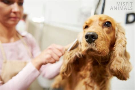 How To Prevent Fleas On Dogs: Best Ways Of Prevention