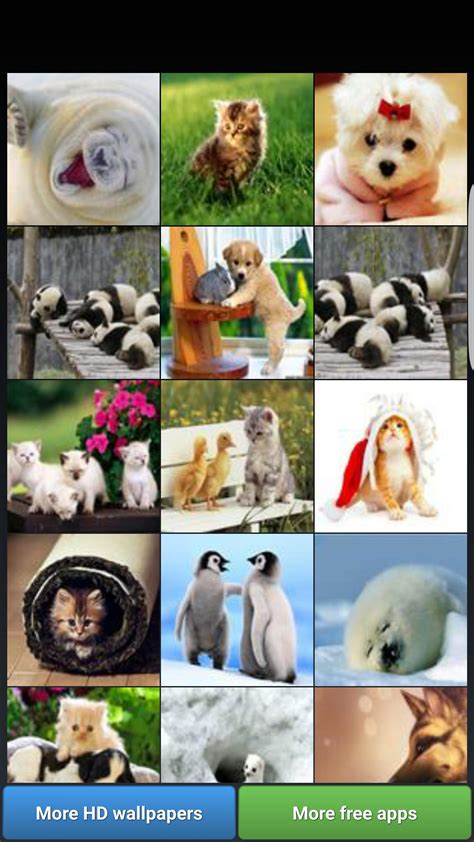 Cute Animal Collage Wallpapers - Top Free Cute Animal Collage Backgrounds - WallpaperAccess