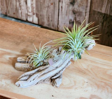 Driftwood With Air Plants Driftwood Art Decor Handmade Air Plant Holder - Etsy