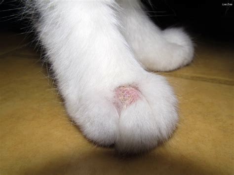 Ringworm in Cats