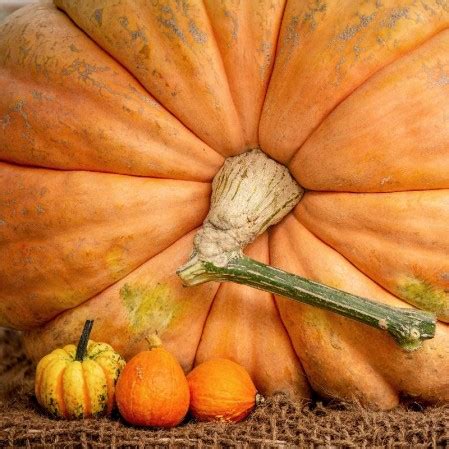 Atlantic Giant Pumpkin Seeds | Big Pumpkin Seeds | Everwilde Farms