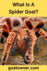 What Is A Spider Goat? (Explained!) - Goat Owner