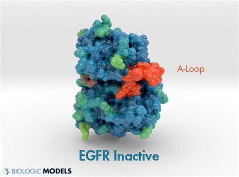 Comparative Analysis of EGFR Tyrosine Kinase | by caseysteffen | Medium