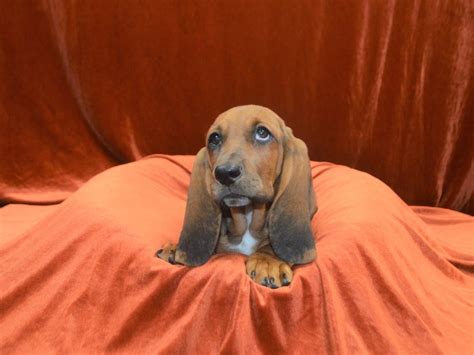 Basset Hound-DOG-Female-Black and Tan-3360958-Petland Dunwoody