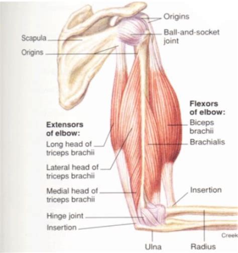 female arm muscle diagram - Google Search | Biceps workout, Biceps, Bicep muscle