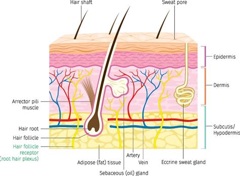 Hypodermis (Subcutaneous Fat): What's Beneath the Skin? Educational Resources K12 Learning, Life ...