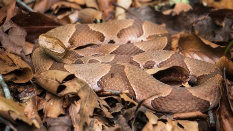 NC wildlife officials asking public to report snake sightings | wcnc.com