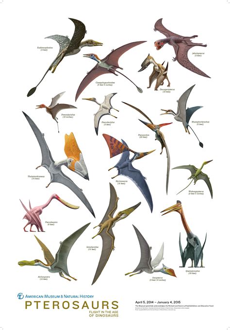 Pterosaur Poster | Arte di dinosauro, Dinosauri, Dinosauro