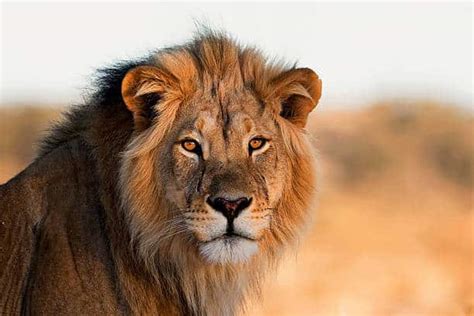 6 Different Types of Lions Around the World