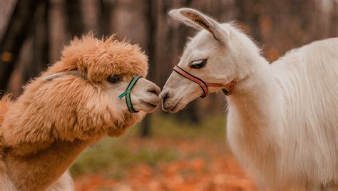 Llama Vs Alpaca: Do You Know The Difference? | IFLScience