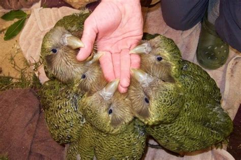 New Zealand kakapos hatching in record numbers, boosting endangered native parrot's numbers ...